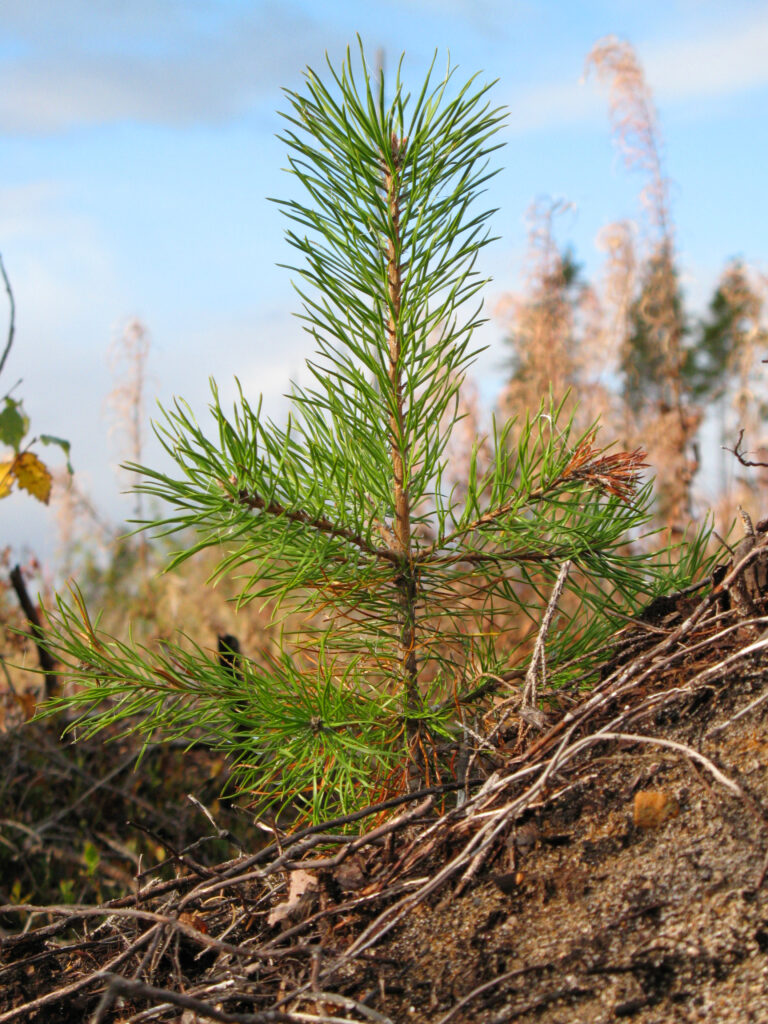 fönstervirke av tätvuxen furu